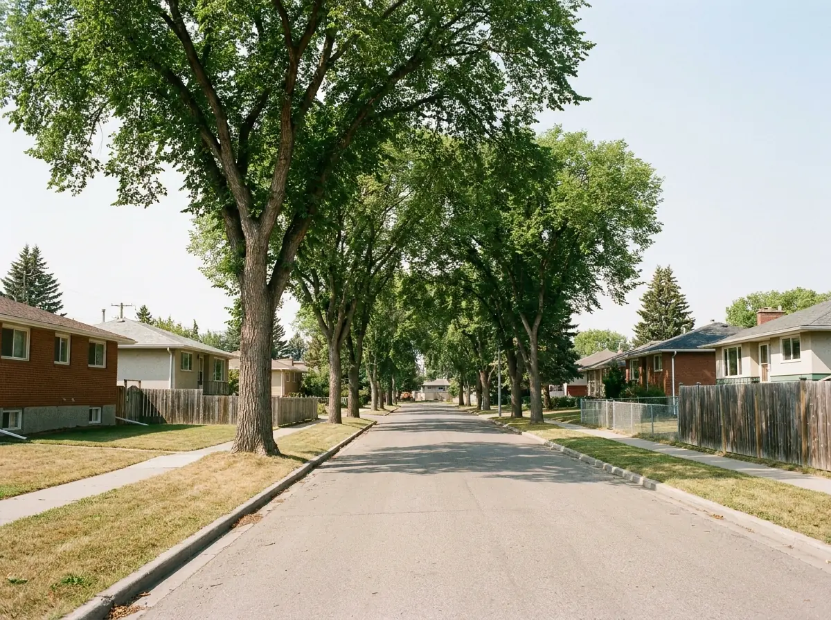 A mature inner-Calgary street under full elm canopy An older Calgary residential street under a canopy of mature elms, post-war bungalows set back behind deep front lawns.